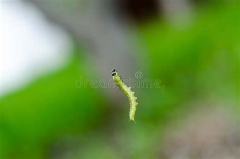 Little Green Caterpillar Stock Image Image Of Colorful 74173397