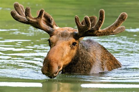 Moose Mammals Animal Encyclopedia
