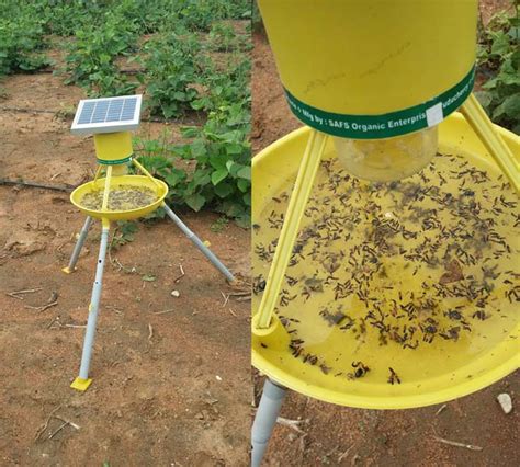 Management with alarm pheromones aphids threatened by predators , releases alarm pheromones and stop feeding then move away by site aphids there wild behaviour escape may even drop from plant 43. Buy Solar Insects Light Trap from SAFS ORGANIC ENTERPRISES ...