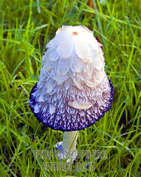 414 Best Exotic Wild Fungi Mushrooms Images On Pinterest Fungi
