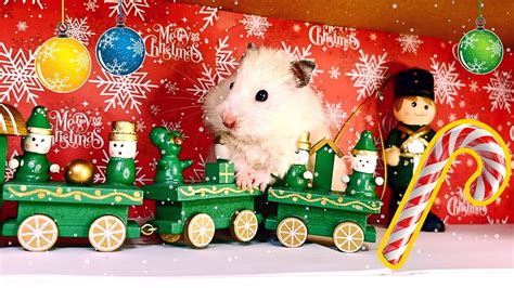 🎄🐹 A Fun Christmas Hamster Quest Where Is The Sled With Food Hide
