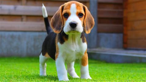 Beagle Puppy From 8 Weeks To 8 Months Cute Dog Marie Youtube