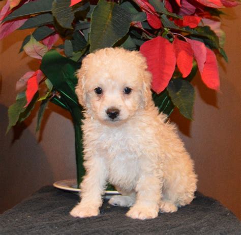 That said, it wouldn't be fair to anyone. Cockapoo Puppies For Sale | Celina, OH #257305 | Petzlover