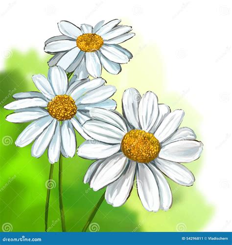 Daisy Vector Illustration Hand Drawn Painted Stock Vector Image