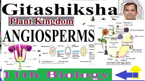 11th Biology Angiosperm Characters Reproduction Types Importance