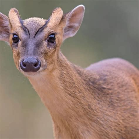 Brevard Zoo Adds A Muntjac Deer The Roar