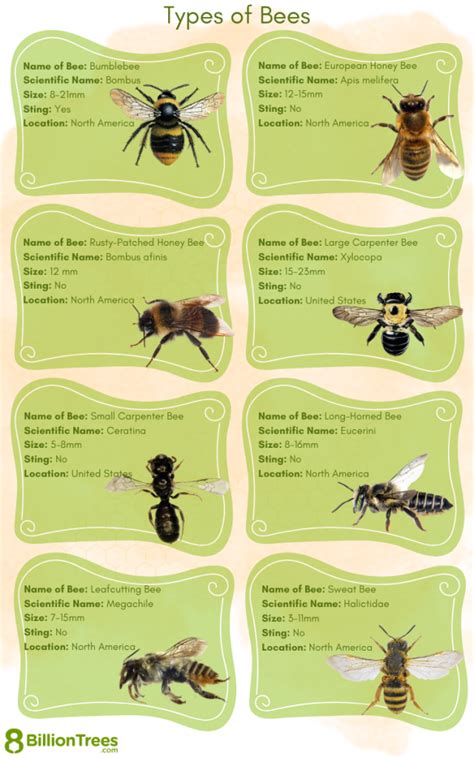 15 Types Of Bees Found In Canada Nature Blog Network