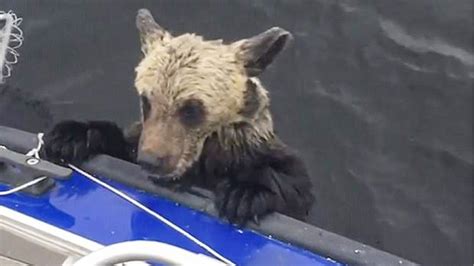 Find Out Who Rescued These Bear Cubs When Their Mother Left Them To