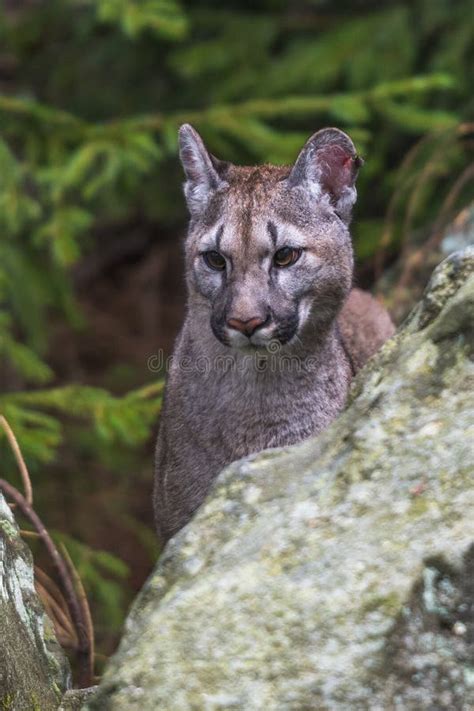 Cougar Puma Concolor Also Commonly Known As The Mountain Lion Puma