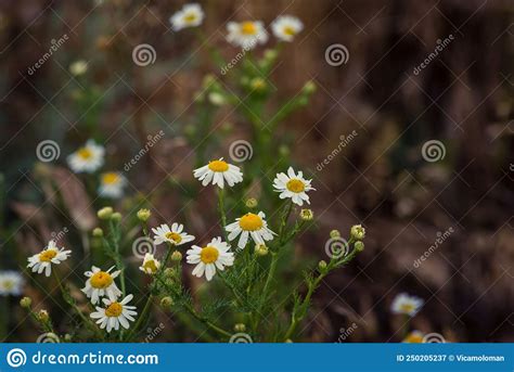 Chamomile Flower Field Camomile In The Nature Field Of Camomiles At
