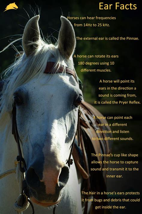 1000 Images About I Want To Learn About Horses On Pinterest Horse