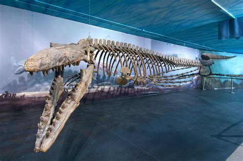The Meanest Creature To Ever Swim The Oceans Canadian Fossil