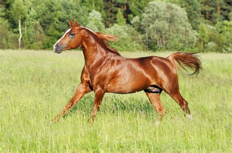 Are Chestnut Horses Crazy Not Necessarily Scientists Say The Horse