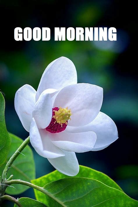 Good Morning Flowers Free Download Top 20 Good Morning Beautiful