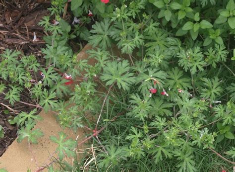 Check spelling or type a new query. Geranium carolinianum