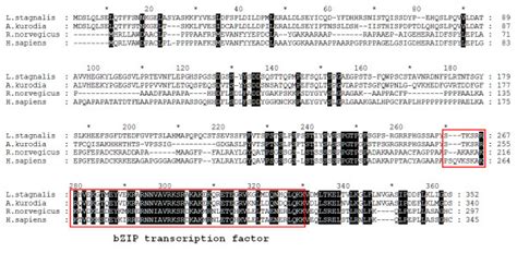 Protein Sequence Alignment Of C Ebp Amino Acid Alignment Between Ccaat