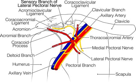 Structure Of Lateral Pectoral Nerve Semantic Scholar