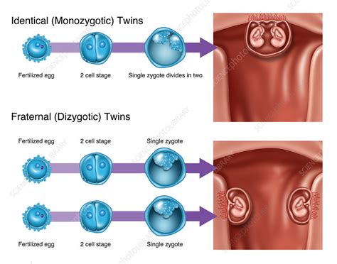 development of twins illustration stock image f031 8262 science photo library
