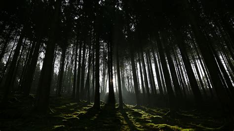 Thick Dark Forest Wallpaper Backiee