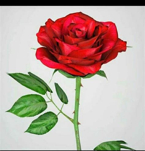 33 Gambar Bunga Mawar Merah Indah Yang Banyak Dicari Informasi