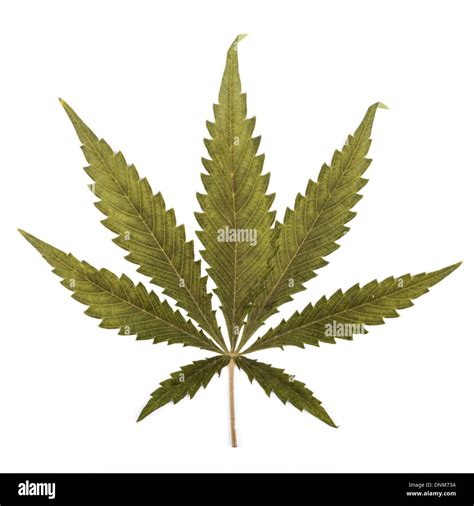 A Large Cannabis Indica Leaf Isolated On A White Background Stock Photo
