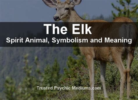 The Elk Spirit Animal A Complete Guide To Meaning And Symbolism
