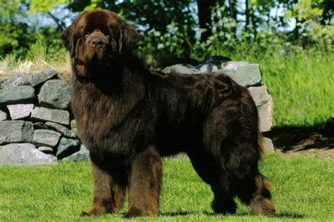 Giant Newfoundland Large Dog Breed Dog Breeders Guide