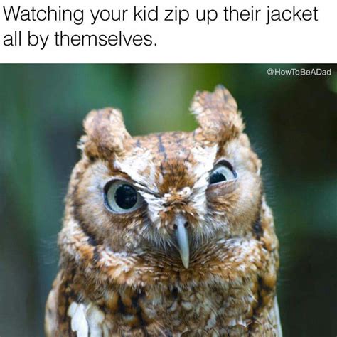 Parenting Humor Angry Animals My Spirit Animal Funny Owls