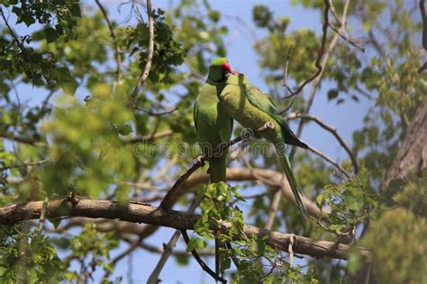 Parakeet In Love Very Nice Birds On Tree Green Stock Image Image Of