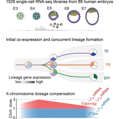 Single Cell Rna Seq Reveals Lineage And X Chromosome Hot Sex Picture