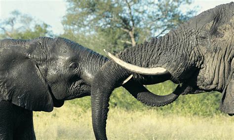 Elephants Have A Special Alarm Sound ‘humans Run 6 12