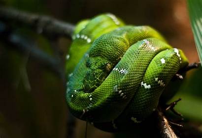 Snake Eyes Python Emerald Zoo Close Animal