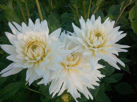 Maybe you would like to learn more about one of these? White Flowers for Your Garden