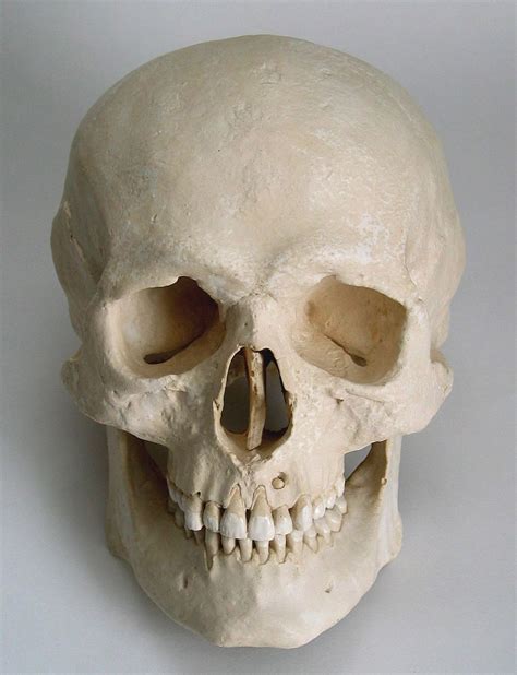 Male Human Skull Replica Etsy Skull Skull Anatomy Skull Reference