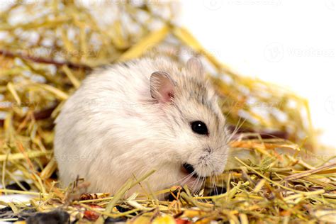 Jungar Hamster On A White Background 6919228 Stock Photo At Vecteezy