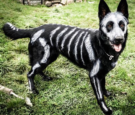 25 Terrifyingly Cute Halloween Costumes For Pets