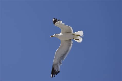 Online Crop Hd Wallpaper Seagull Blue Feather Dom Flying Bird