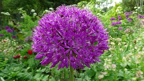 Allium Bloem Paars Gratis Foto Op Pixabay