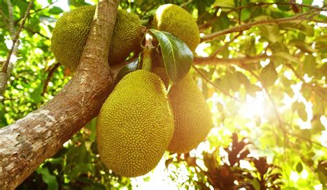 Jackfruit Tree Facts Benefits How To Grow And Care Tips