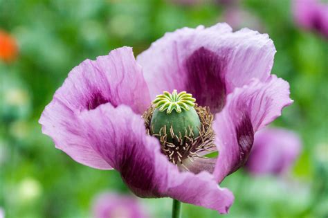 Poppy Hungarian Breadseed Purple Flower Wildflower Premium Seeds Seeds