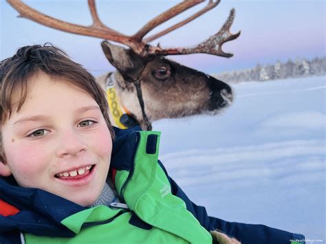 Picking A Reindeer Safari In Lapland