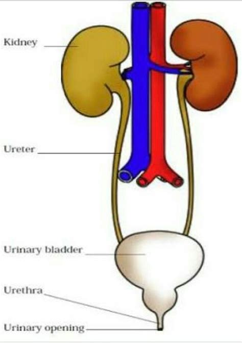 Excretory System Definition Diagram Organs And Function