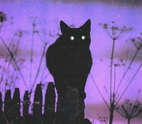 Lowfi666 Black Cat Aesthetic Cat Aesthetic Purple