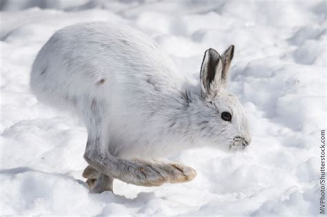Snowshoe Hare Alchetron The Free Social Encyclopedia