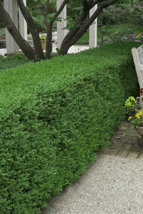 Boxwood Wintergreen Landscape Express