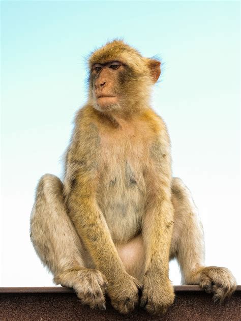 猴 猿 灵长类动物 Pixabay上的免费照片 Pixabay