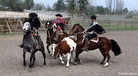 chilean corralero caballo chileno de pura raza ideas pure bred horses unique registry