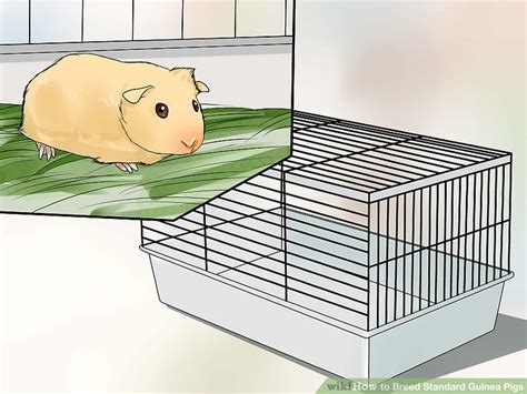 How To Breed Standard Guinea Pigs With Pictures Wikihow