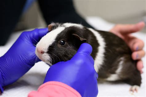 They are native to eurasia and northern africa. Courageous Guinea Pig Fights Cancer - NC State Veterinary ...