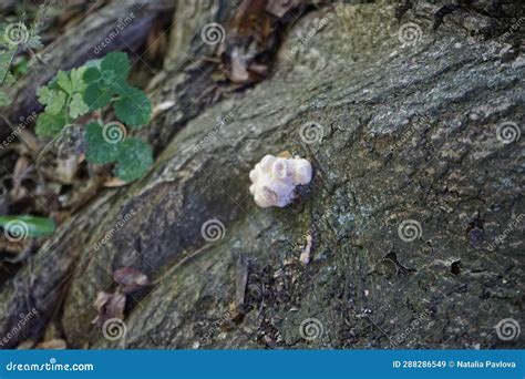 The Fungus Kretzschmaria Deusta Grows On A Tree In July Berlin